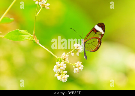 Glasswing (Greta oto) Stock Photo