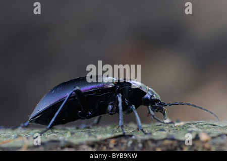 Violet ground beetle (Carabus violaceus) on dead wood Stock Photo