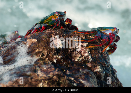 red rock crabs, in La Bombilla, La Palma, canary islands, Spain