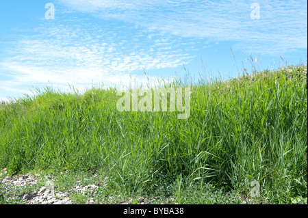 Very nice view on the green grass and blue sky Stock Photo