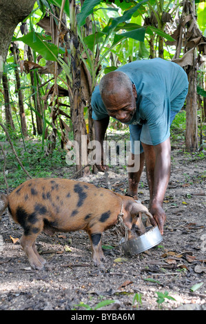 Elderly farmer feeding pigs, Petit Goave, Haiti, Caribbean, Central America Stock Photo