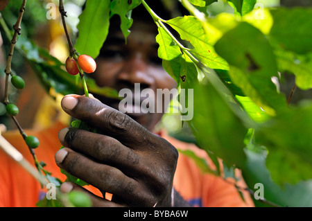 Farmer harvesting coffee, Petit Goave, Haiti, Caribbean, Central America Stock Photo