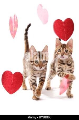 bengal kittens with heart foils portrait in a studio Stock Photo