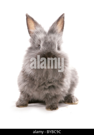 young grey rabbit Oryctolagus cuniculus sitting in a studio Stock Photo