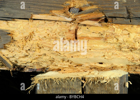 Holzwurm - woodworm 01 Stock Photo