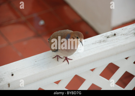 Caribbean Dove (Leptotila jamaicensis) Aves Stock Photo Alamy