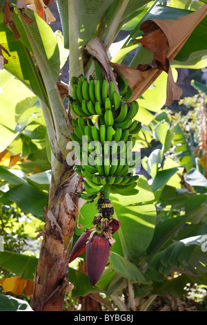 Banana plantation, unripe bananas, La Gomera island, Canary Islands, Spain, Europe Stock Photo