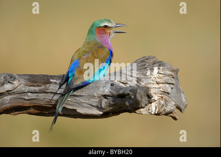 Lilac-breasted Roller (Coracias caudata), perched, Masai Mara National Reserve, Kenya, Africa Stock Photo