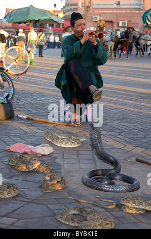Coiled black cobra and other snakes being charmed by a flute in Place Djemaa el Fna market Marrakech Morocco Stock Photo