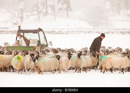 A farmer putting out winter feed for his sheep at Rydal in the Lake District during the big chill of December 2010. Stock Photo