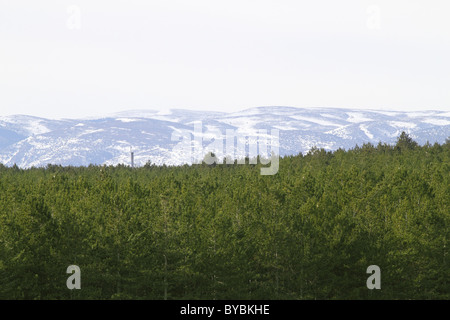 Teruel province snow mountain pine forest in Spain Stock Photo