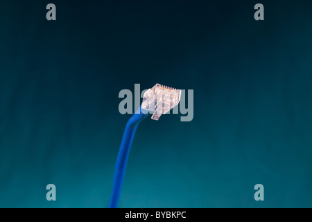 An RJ-45 network connector Stock Photo