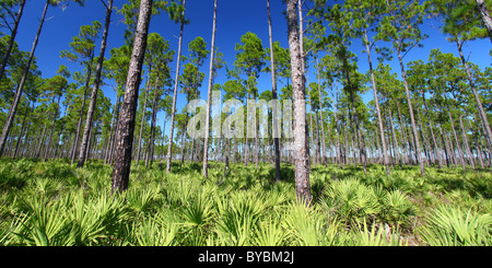 Pine Flatwoods - Florida Stock Photo