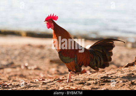 Kauai Rooster on the Beach. A red-cropped rooster crows on the beach. Stock Photo