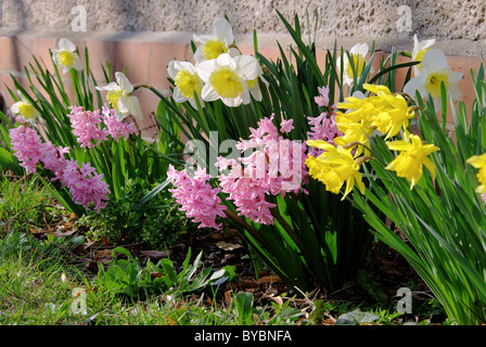 Osterglocke und Hyazinthe - daffodil and hyacinth 07 Stock Photo