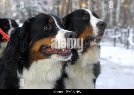 Two Bernese Mountain Dogs on a snow. Stock Photo
