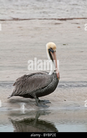 Brown pelican Pelecanus occidentalis Fort Myers beach gulf coast ...