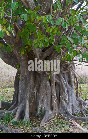 Strangler Fig: Ficus aurea. Fort de Soto, Florida, USA Stock Photo