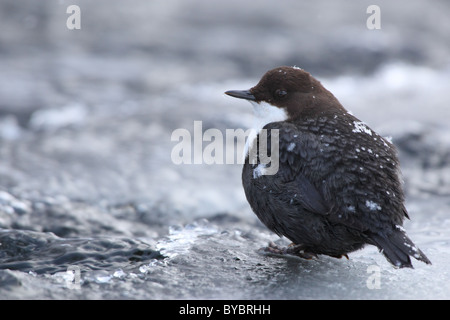 White-throated Dipper (Cinclus cinclus) Stock Photo