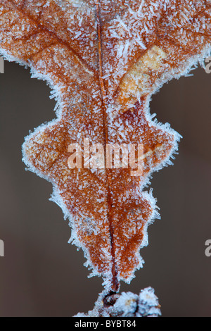 Oak Leaf; Quercus rober; in frost; winter Stock Photo