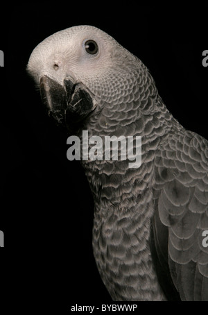 Congo African Grey Parrot Psittacus erithacus erithacus perching in a studio Stock Photo