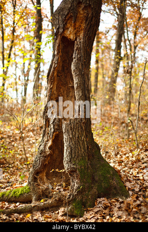 Image of a hollow tree stump in the forest Stock Photo