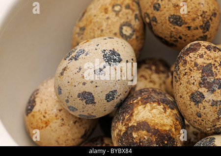 Quail's Eggs Stock Photo