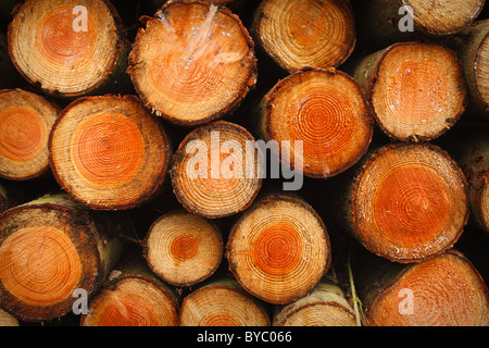 Stacked logs in the New Forest, UK Stock Photo