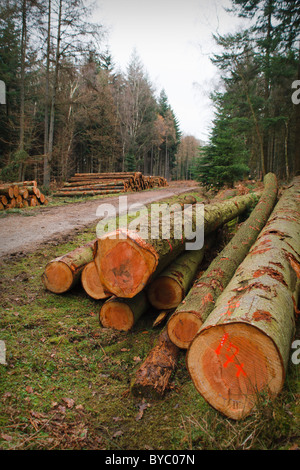 Stacked logs in the New Forest, UK Stock Photo