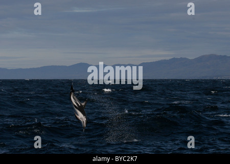 dusky dolphin, Lagenorhynchus obscurus, jumping and flipping Kaikourua, South Island, New Zealand ( South Pacific Ocean ) Stock Photo