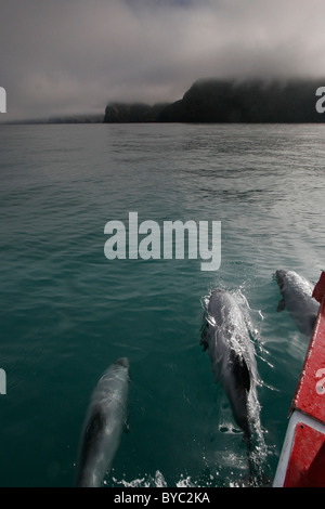 Hector's dolphin, Cephalorhynchus hectori, bow-riding, Akaroa, New Zealand Stock Photo