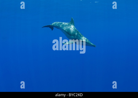 rough-toothed dolphin ( Steno bredanensis ), Kona, Hawaii ( Central Pacific Ocean ) Stock Photo