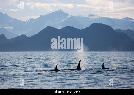 Orca or Killer Whale, Kenai Fjords National Park, near Seward, Alaska. Stock Photo