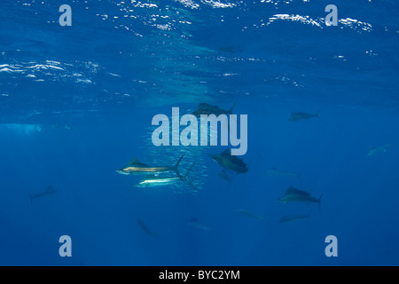 Atlantic sailfish, Istiophorus albicans, hunting sardines off Yucatan Peninsula, Mexico ( Caribbean Sea ) Stock Photo