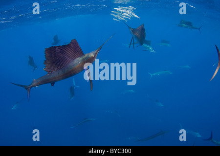 Atlantic sailfish, Istiophorus albicans, hunting sardines off Yucatan Peninsula, Mexico ( Caribbean Sea ) Stock Photo