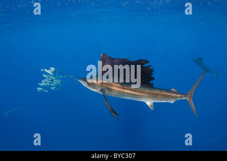 Atlantic sailfish, Istiophorus albicans, hunting sardines, Mexico ( Caribbean Sea ) Stock Photo