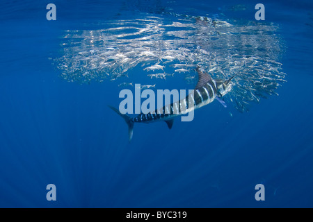 striped marlin, Tetrapturus audax, feeding on sardines, off Baja California, Mexico ( Eastern Pacific Ocean ) Stock Photo