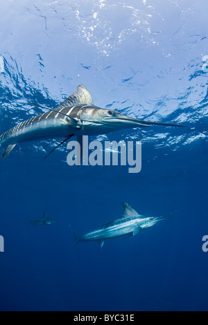 striped marlin, Tetrapturus audax, off Baja California, Mexico ( Eastern Pacific Ocean ) Stock Photo