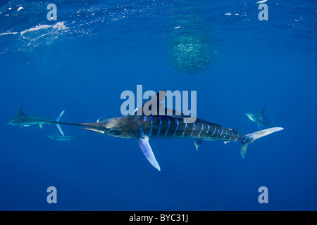 striped marlin, Tetrapturus audax, feeding on sardines, Mexico ( Eastern Pacific Ocean ) Stock Photo