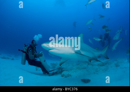 shark feeder and bull shark, Carcharhinus leucas, Playa del Carmen, Mexico ( Caribbean Sea ) Stock Photo