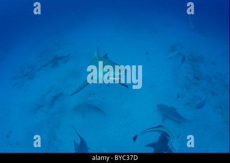 bull sharks, Carcharhinus leucas, Playa del Carmen, Cancun, Quintana Roo, Yucatan Peninsula, Mexico ( Caribbean Sea ) Stock Photo