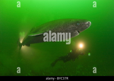 Greenland sleeper shark, Somniosus microcephalus and divers, St. Lawrence River estuary, Canada Stock Photo