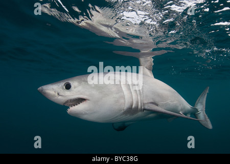 porbeagle, mackerel shark (Lamna nasus), teeth Stock Photo: 4391786 - Alamy