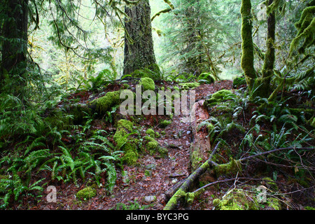 Leaf covered wildlife and hiking trail twisting its way through a lush conifer tree forest in western Oregon, USA Stock Photo