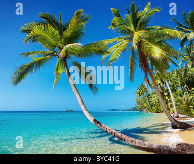 Tropical beach with palms, Kood island, Thailand Stock Photo