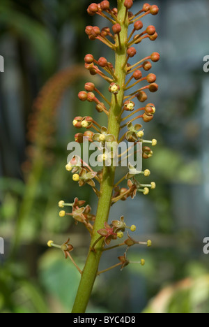 NEPENTHES BURKEI. PITCHER PLANT Stock Photo