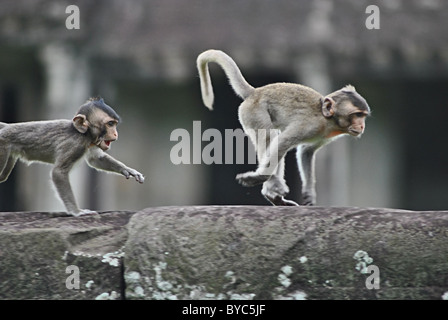 Young Rhesus macaque monkeys chasing each other at Angkor Wat, Cambodia Stock Photo