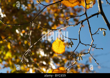 Autumn leaves and buds on twigs Stock Photo