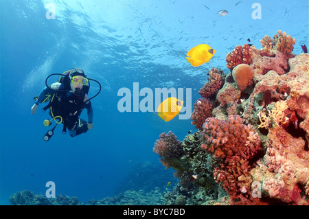 Female scuba diver look at on Masked butterfly, Golden butterflyfish, Bluecheek butterflyfish (Chaetodon semilarvatus) Stock Photo