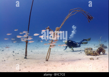 Female scuba diver look at on school of fish Stock Photo